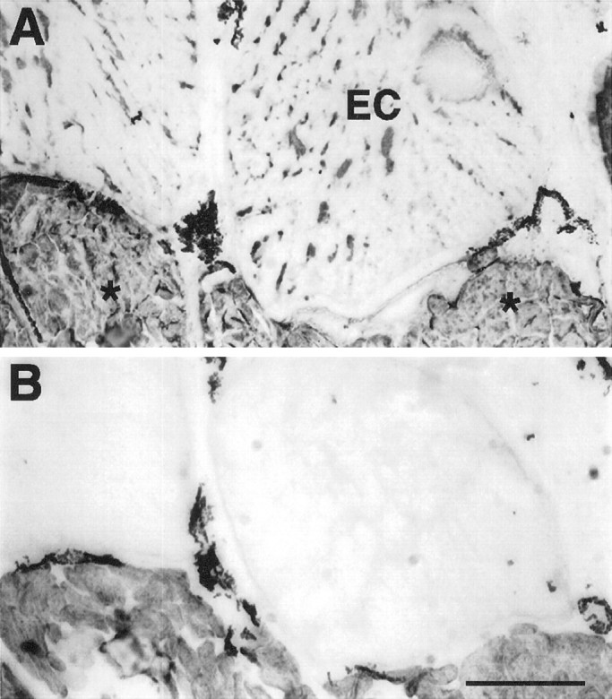 Fig. 12.