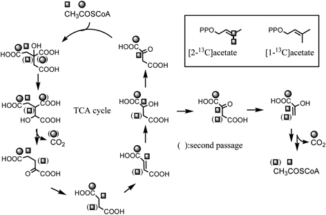 Fig. 13