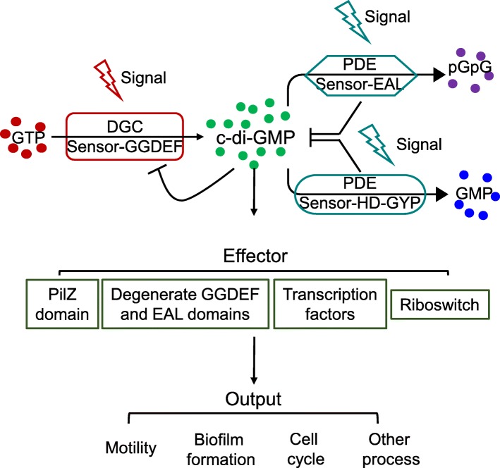 Comparative genomics analysis of c-di-GMP metabolism and regulation in ...