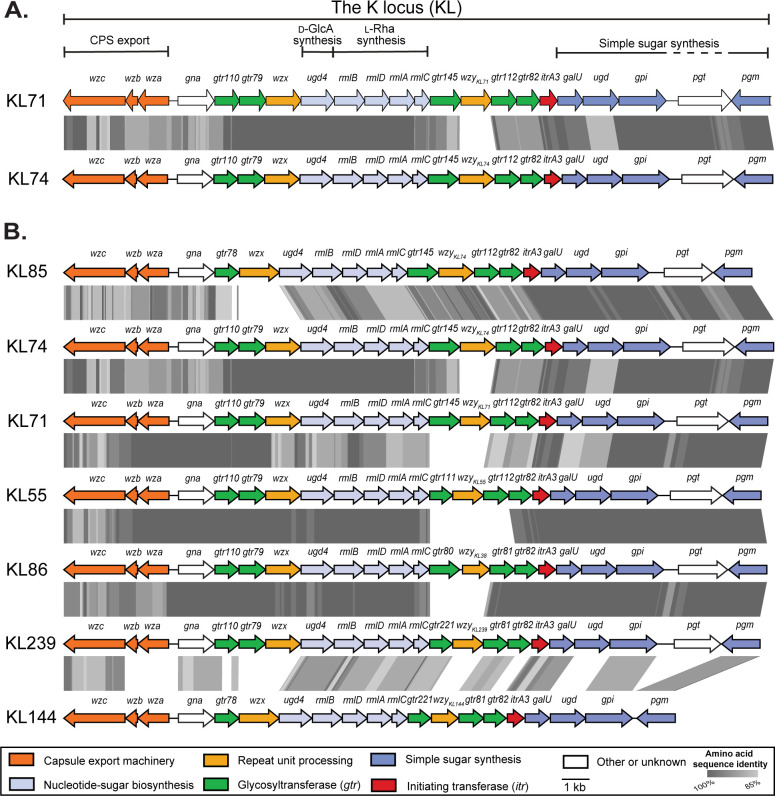 Genetic maps of the K locus for different bacterial strains. Each map represents a set of genes involved in capsule export, sugar synthesis, and other functions. Genes are color-coded based on their function.