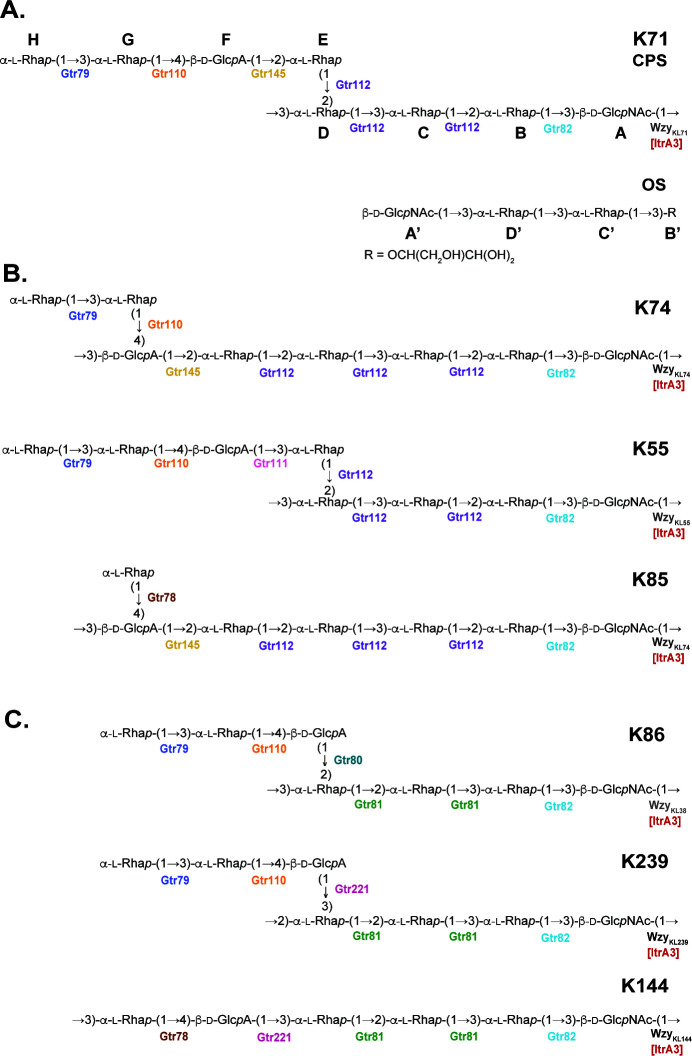 Structural representations of bacterial polysaccharide units for different strains. Each structure is labeled with specific Gtr enzymes that modify the sugar linkages. Linkages between sugars are highlighted in various colors.