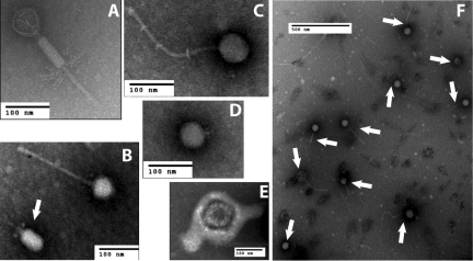 FIG 1 