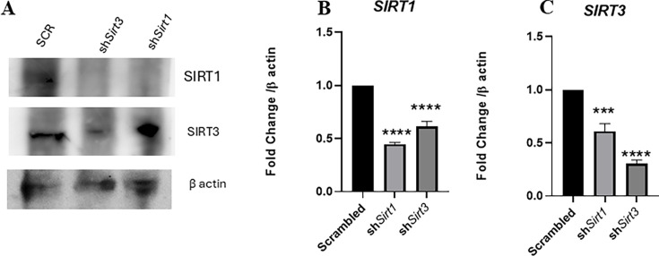 Figure 10—figure supplement 1.