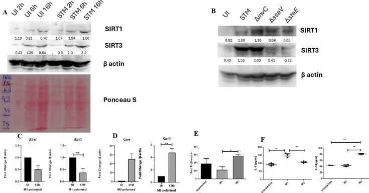 Figure 1—figure supplement 1.