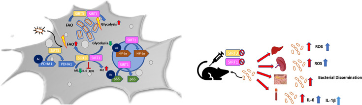 Figure 10—figure supplement 2.