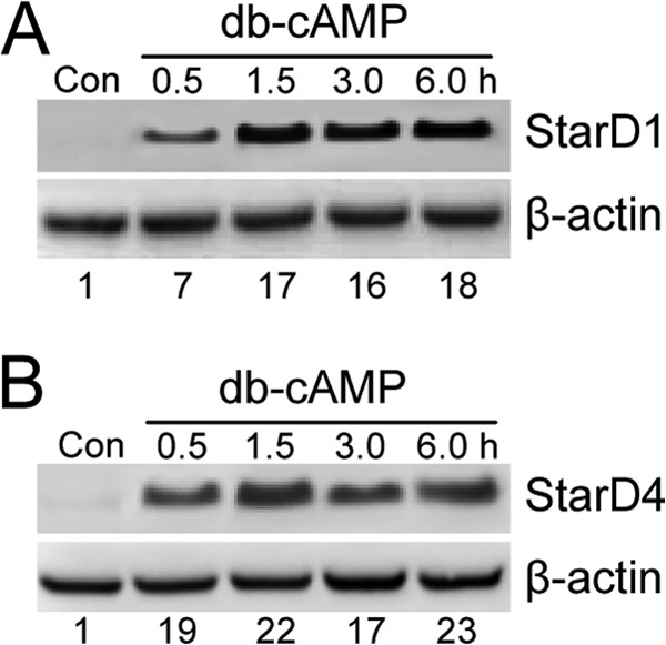 FIGURE 1.