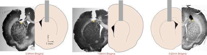 Figure 1—figure supplement 1.