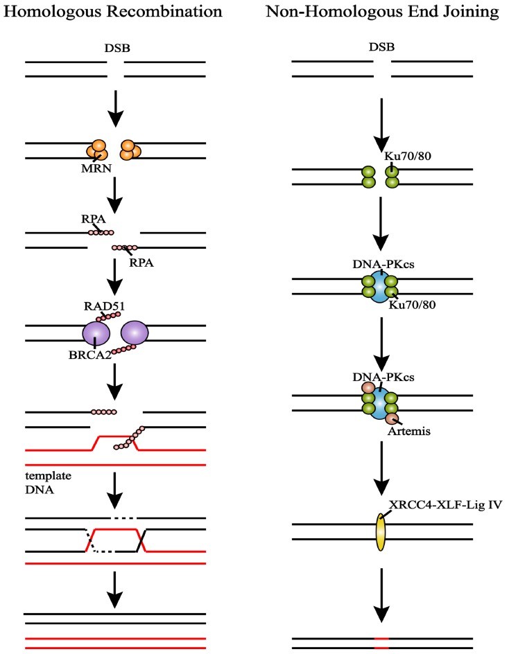 Fig. (1)