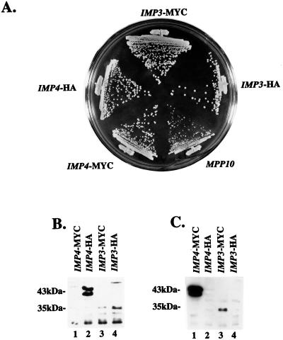 FIG. 6