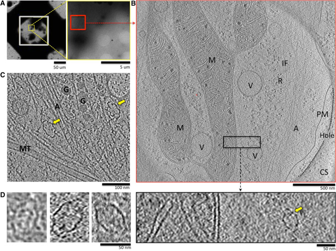 Fig. 1