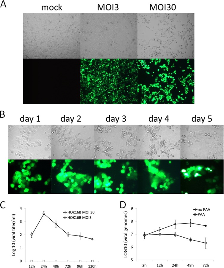 FIG 2