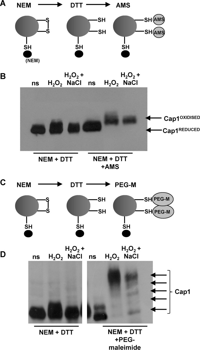 FIG 2 