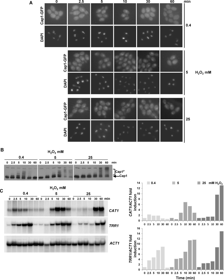 FIG 5 