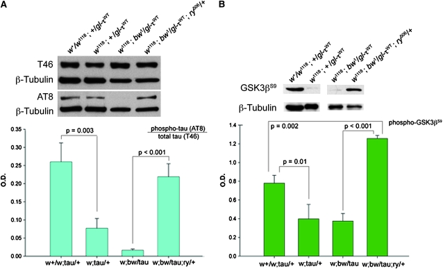 Figure 4.—