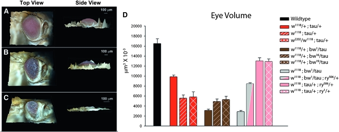 Figure 2.—