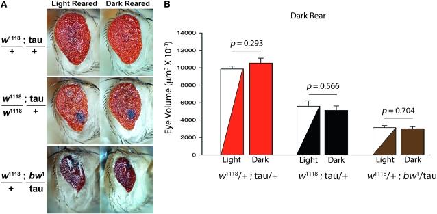 Figure 3.—