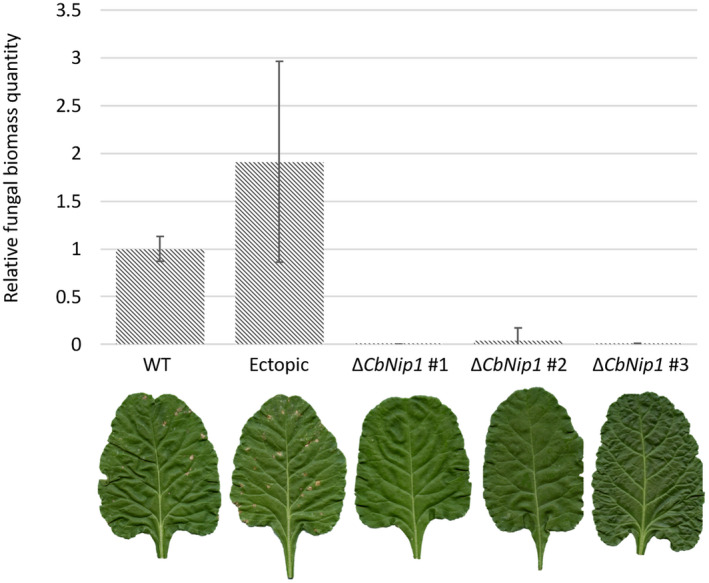 FIGURE 6