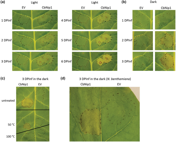 FIGURE 4