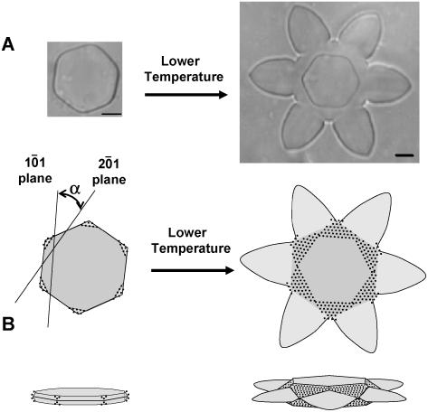 Figure 10.