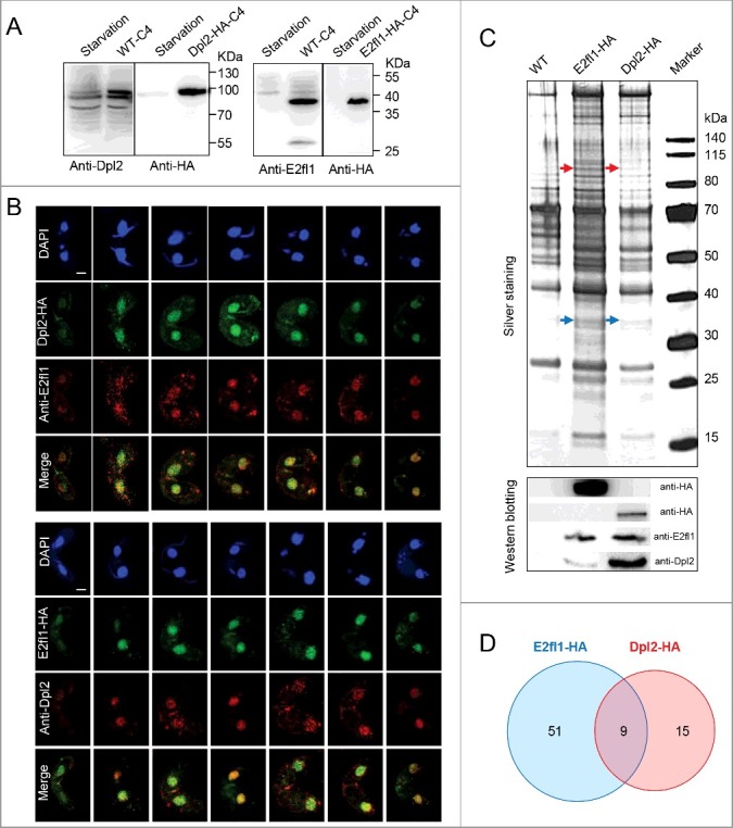 Figure 2.