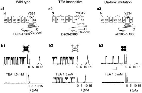 Fig 1.