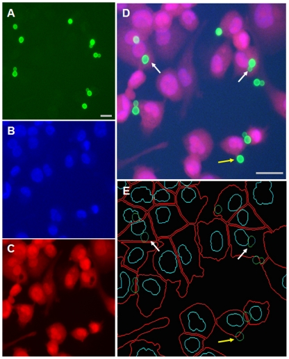 Figure 4