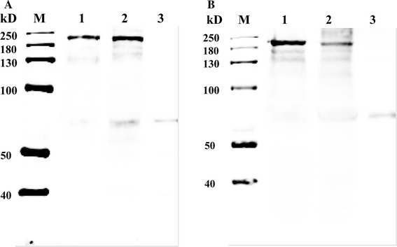 Fig. 6