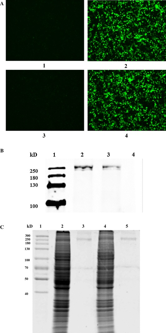 Fig. 2