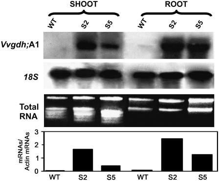 Figure 1.