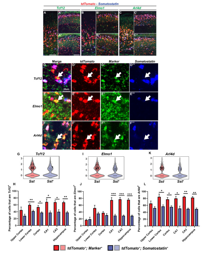 Figure 3—figure supplement 2.