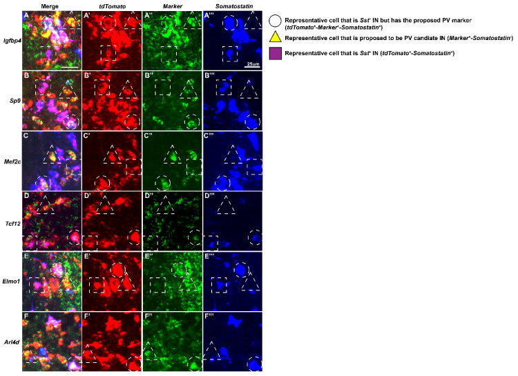 Figure 3—figure supplement 3.