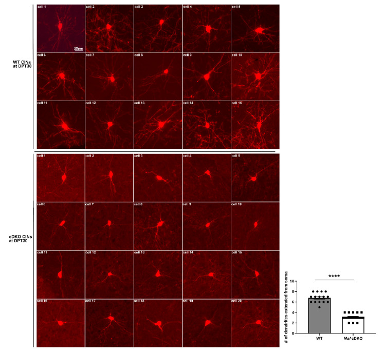 Figure 4—figure supplement 1.