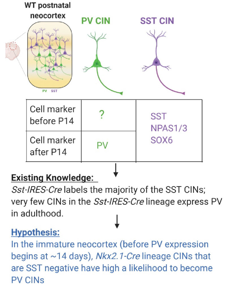 Figure 3—figure supplement 1.