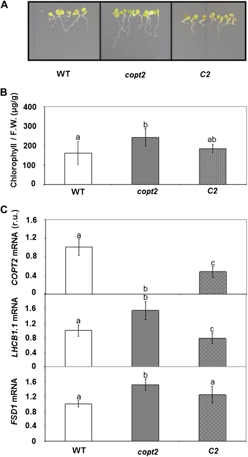 Figure 5.