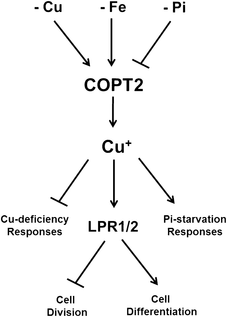 Figure 11.