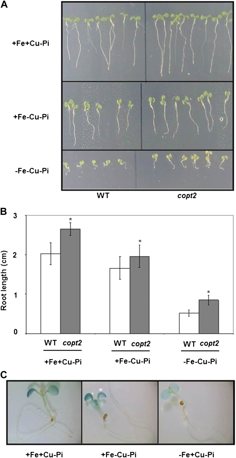 Figure 10.