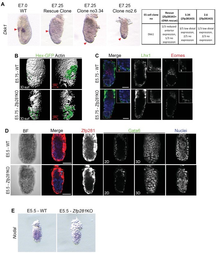 Figure 4—figure supplement 2.