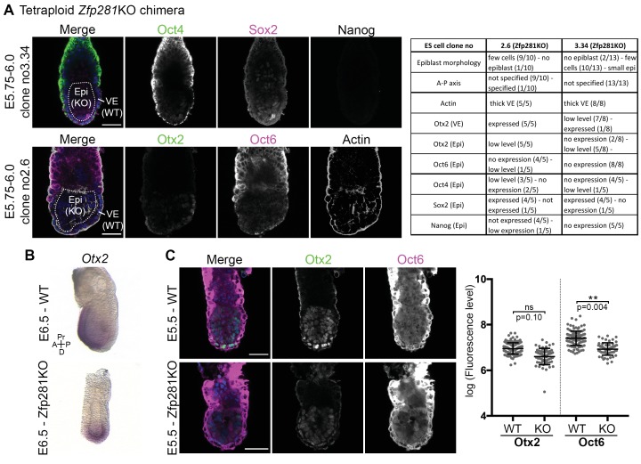 Figure 3—figure supplement 2.