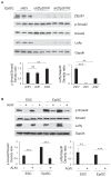 Figure 7—figure supplement 1.