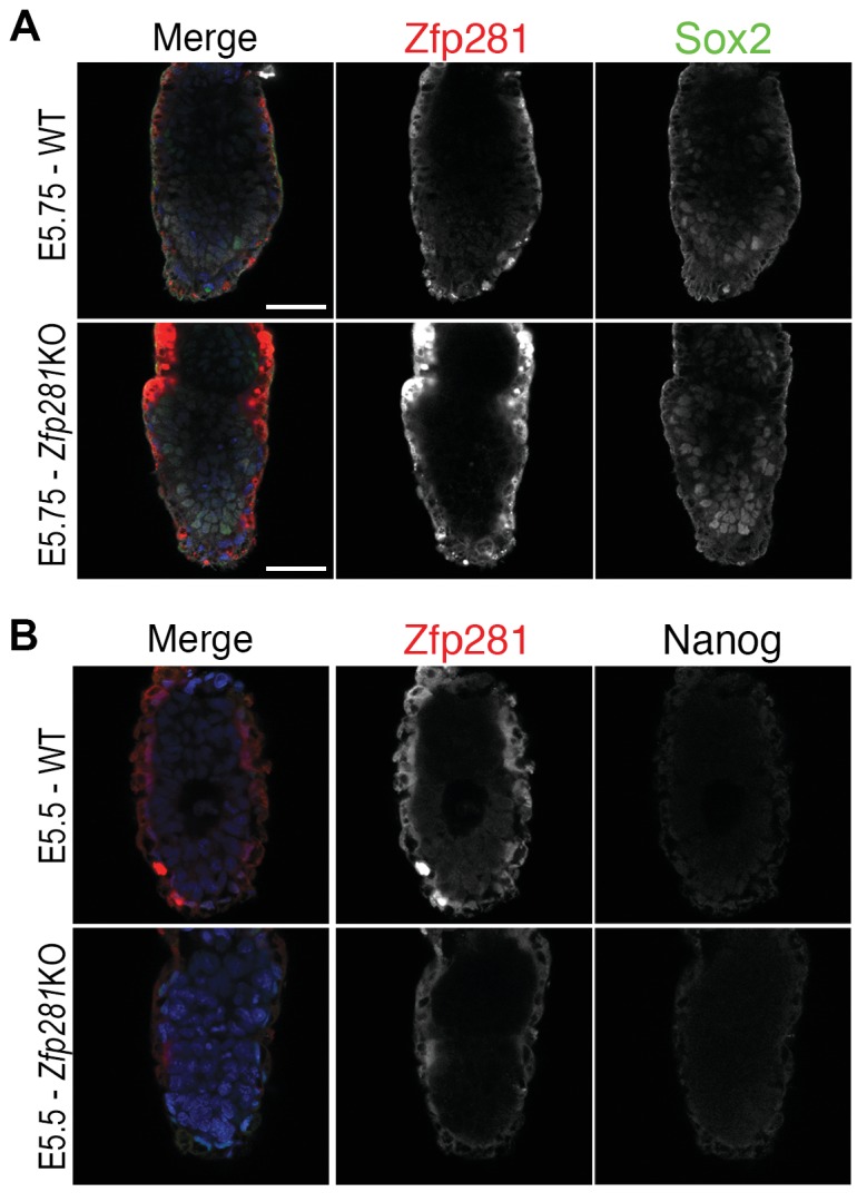 Figure 3—figure supplement 1.