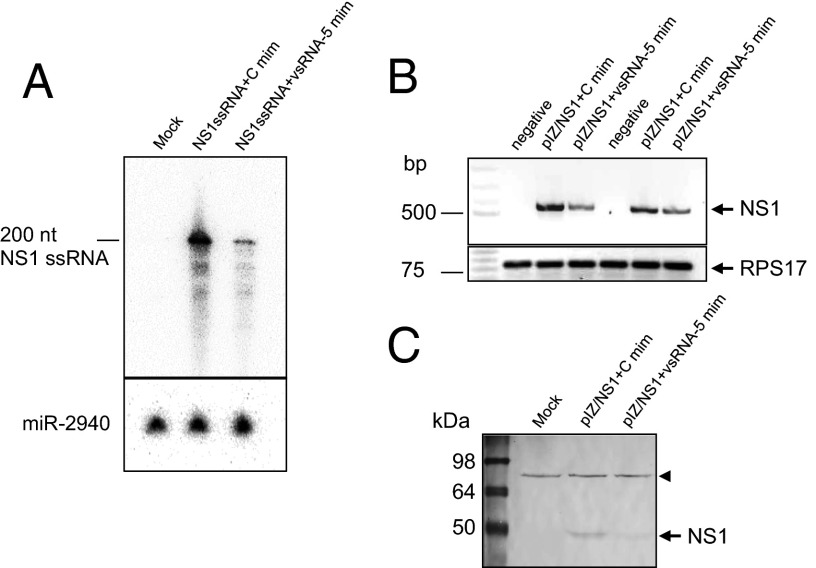 Fig. 5.