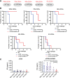 Figure 4. CoCAR3 maintains immune-stimulatory effects in tumors with heterogeneous CD19 expression. A, Schematic of mixed tumor cell population cocultures. BV173 WT cells were mixed at the indicated ratios with BV173 CD19-KO cells to mimic various CD19 expression in the overall population. The mixed tumor cells were used in a serial coculture as described in Fig. 2B. T cells were rechallenged with the same tumor mixture every 3–4 days for a total of eight challenges. B, Tumor cell expansion during serial cocultures (n = 4). C, Coculture supernatants were harvested 24 hours after the second tumor challenge and analyzed for IFNγ by ELISA, mean ± SD. Statistical significance was determined by ANOVA with Tukey multiple comparisons test, *, P < 0.05; **, P < 0.01; “n” denotes the number of individual healthy donors.
