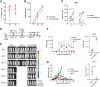 Figure 6. CoCAR3 accelerates clearance of EBV+ lymphoma in vivo. A, Transduction efficiency of CoCAR3+ EBVSTs at the end of S1 and S2. S1 = first stimulation. S2 = second stimulation. B, Fold EBVST expansion following transduction on day 3 (n = 6 S1; n = 5 S2). NT: nontransduced. C, Frequency of IFNγ spot-forming cells (SFC) in response to EBV-pepmix at S1 and S2 by ELISpot (n = 6). Connected points indicate paired samples. D, Schema of in vivo xenograft model. NSG mice were subcutaneously injected with EBV-LCL tumor cells. Two weeks later, ffluc+ EBVSTs (NT or CoCAR3+) were injected into the mice. Ffluc+ CMVSTs were used as controls. BLI, bioluminescent Imaging. E, BLI of virus-specific T cell (VST) expansion over time in individual mice with established subcutaneous EBV lymphomas (n = 4). F, Left: Summary of BLI (p/s) of VSTs (n = 4). Right: Day 9 BLI summary comparing EBVST and CoCAR3+ EBVST signal intensity (n = 4). G, Left: LCL tumor volume (cm3). Each line represents one mouse (n = 4/group). Right: Day 13 summary of tumor volume in mice treated with EBVSTs or CoCAR3+ EBVSTs (n = 4). (A, B, F, G) mean ± SD. F and G, Statistical significance was determined by Student t test, **, P < 0.01; ****, P < 0.0001; “n” denotes the number of individual healthy donors.
