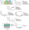 Figure 1. CoCAR3 enhances antigen sensitivity of sTCR+ T cells. A, Schematic of retroviral vectors encoding the sTCR and CoCAR1–3. CoCAR1–3 are fusion proteins consisting of an anti-CD19 scFv (FMC63), CD28 transmembrane domain, and costimulatory endodomains. For detection and selection, the vectors contained an IRES followed by a truncated NGFR (ΔCD271). LTR, long terminal repeat; VH, variable region of heavy chain; VL, variable region of light chain. B, Frequency of transgenic (CD271+) T cells in culture with weekly antigen-specific stimulations (see Materials and Methods; CoCAR1+ and sTCR+CoCAR1+ T cells, n = 3; CoCAR2+ and sTCR+CoCAR2+ T cells, n = 5; others, n = 7). C, Fold expansion after transduction and following weekly stimulations (see Materials and Methods; n = 7). D, Frequency of IFNγ spot-forming cells (SFC) in response to survivin-peptide pulsed T2 cells by ELISpot (n = 6) over time (left) and separately at day 30 (right). E, Total IFNγ secretion in response to survivin-peptide pulsed T2 cells by ELISA (n = 7 day 10, n = 6 day 20, and n = 4 day 30). F, Memory phenotype of T cells defined by CD45RO and CCR7 expression (day 30, n = 5). G, 4-hour 51chromium-release cytotoxicity assay with NT, single-transduced CoCAR+, and single-transduced CD19-CAR+ T cells against B cells at the E:T ratios shown (n = 5). C–E, NT: nontransduced T cells. B–G, mean ± SD; “n” denotes the number of individual healthy donors. Statistical significance was determined by Tukey test (D) and ANOVA (area under the curve; G), *, P < 0.05; ****, P < 0.0001.