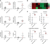 Figure 3. Immunostimulatory pathways are activated in sTCR+CoCAR3+ T cells upon sequential tumor challenge. A, Detection of IFNγ, perforin, and TNFα in coculture supernatants 24 hours after the second tumor challenge (n = 4) as described in Fig. 2B. B and C, RNA expression in engineered T cells 24 hours after second tumor challenge using NanoString (see Materials and Methods). B, Heatmap showing genes with significant log2 fold changes (sTCR+ vs. sTCR+CoCAR3+ T cells, P < 0.05; n = 4). C, Pathway scores for sTCR+ and sTCR+CoCAR3+ T cells as determined by NanoString. A and C, Statistical significance was determined by paired t test, *, P < 0.05; **, P < 0.01; ***, P < 0.005; mean ± SD, “n” denotes the number of individual healthy donors.