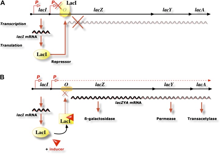 FIG. 6.—