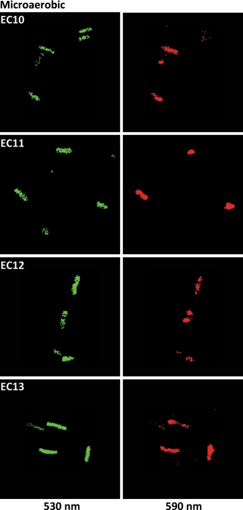 Fig. 8