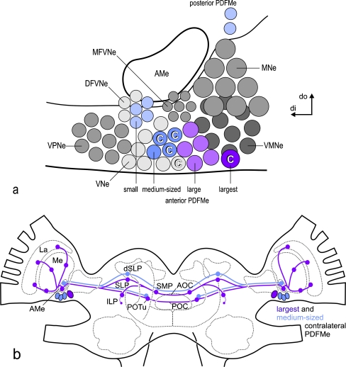 Fig. 6