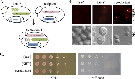 Fig. 6.