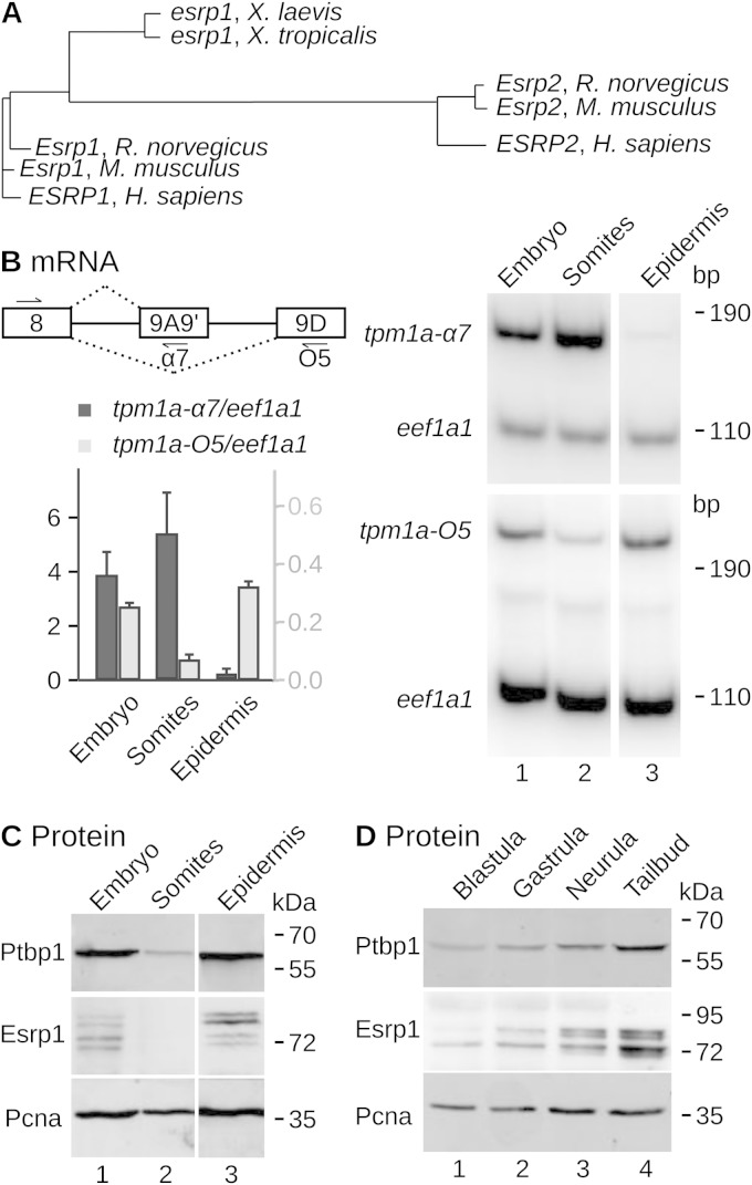 FIG 1